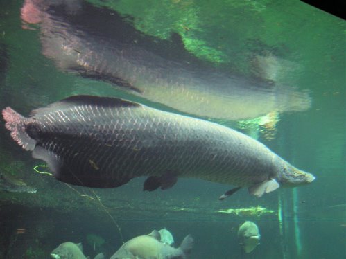 http://www.juliezickefoose.com/blog/uploaded_images/arapaima-796984.jpg