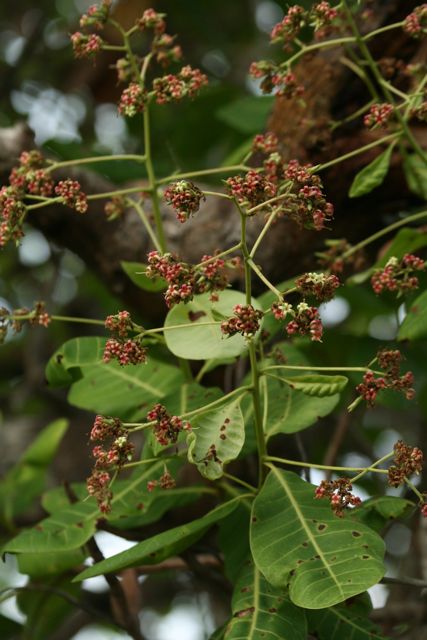 stages of poison ivy rash pictures. same family as poison ivy