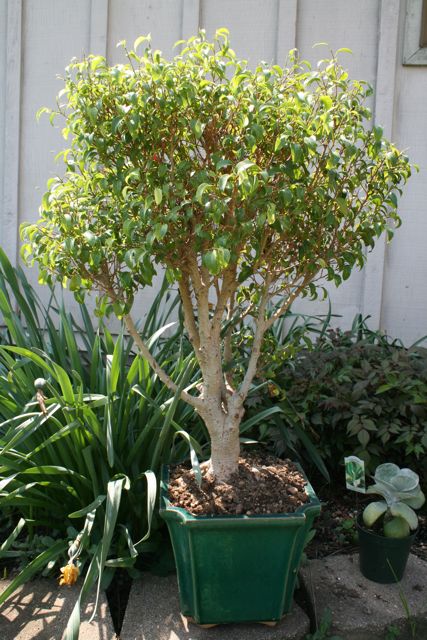 tropical bonsai tree