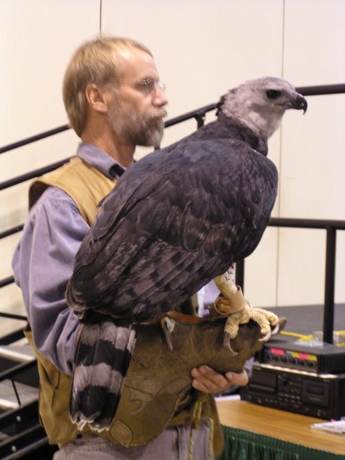 Julie Zickefoose on Blogspot: Harpy Eagle: Nightmare on Wings