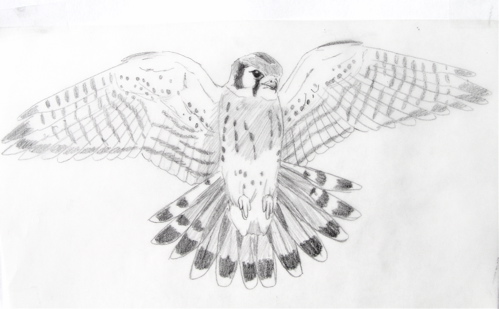 to design a kestrel tattoo I leapt at the chance Here's the drawing