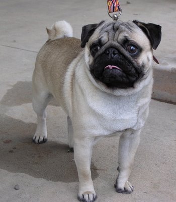 pug-719576.jpg