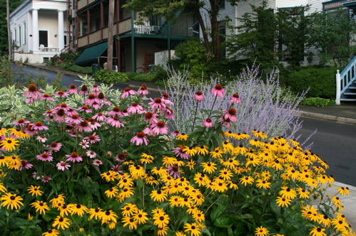 rudbeckia-759150.jpg