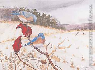 Edge of Winter (Eastern bluebirds)