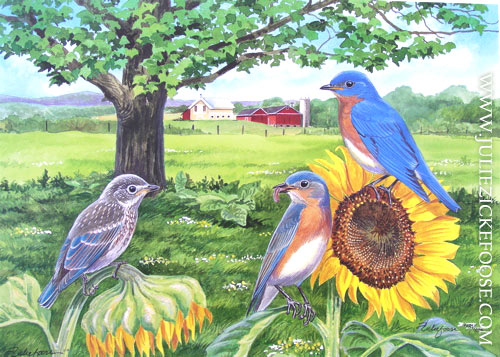 High Summer Bluebirds (Eastern bluebirds)