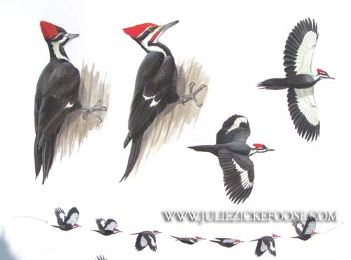 Pileated woodpecker studies.