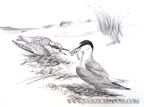 Least tern feeding fledgling