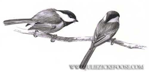 Black-capped chickadees, fighting