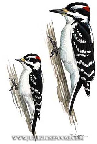 Downy/Hairy Woodpecker