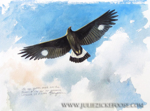 Golden eagle, immature immature golden eagle pictures. Golden eagle, immature