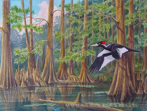 Ivory-billed woodpecker in cypress swamp.