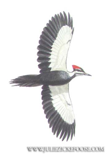 Pileated woodpecker, Male in Flight.