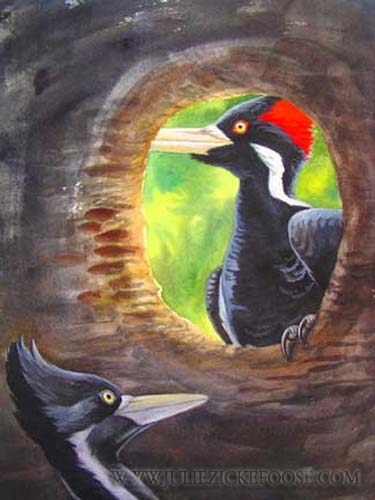 Ivory-billed Woodpeckers, pair at nest cavity.