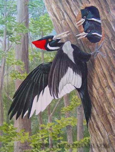 Ivory-billed woodpecker with young.
