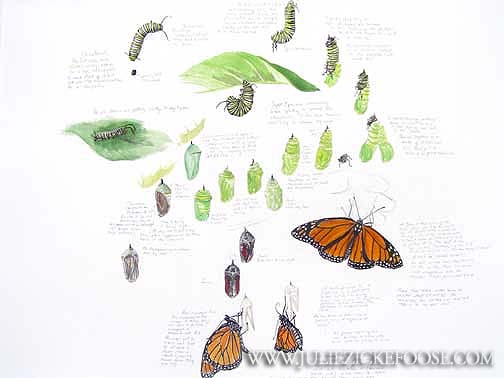 Monarch Butterfly Life Cycle