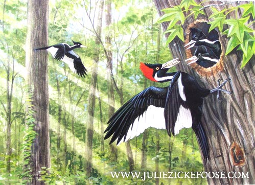 Lost Bayou (Ivory-billed woodpeckers)