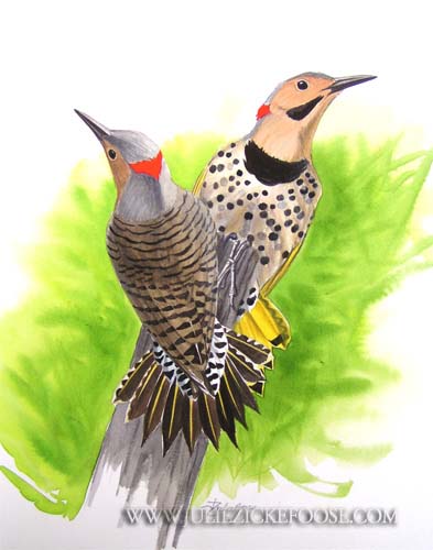 Northern Flickers Displaying