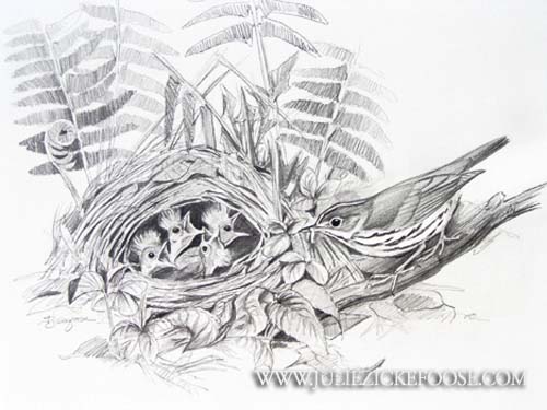 Ovenbird at nest
