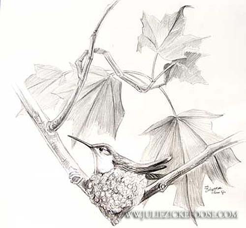 Ruby-throated hummingbird at nest in sugar maple