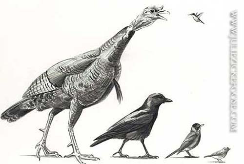 Bird size comparisons