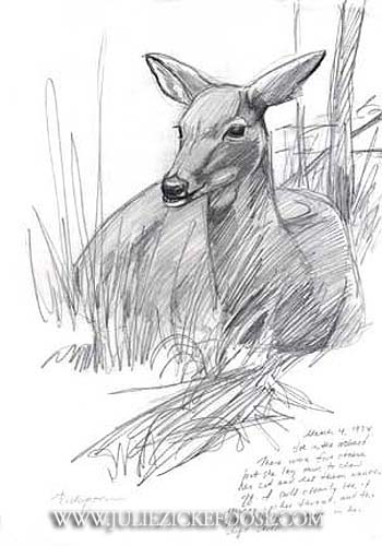 Doe Deer Drawing. White-tailed deer chewing cud
