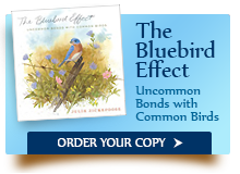 The Bluebird Effect: Click to Order