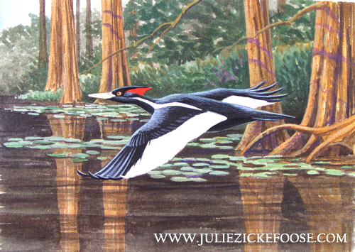 Ivory-billed woodpecker
