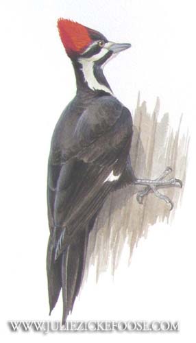 Pileated woodpecker. Female perched.